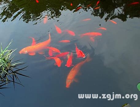 夢見水中有魚|夢見魚、大魚